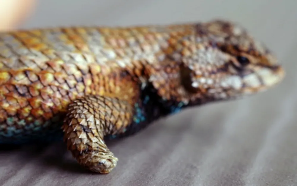 Native eastern fence lizards changed their bodies and behavior in ...