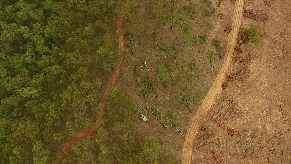 Why Queensland is still ground zero for Australian deforestation