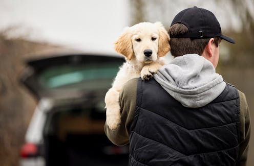 Dog theft is increasing, and so are new laws targeting this awful crime. But will they help?