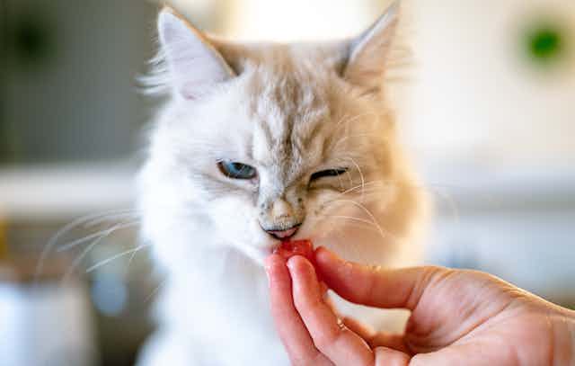 A white fluffy cat sniffing a piece of food and making a face