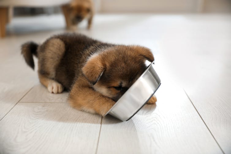 A brown puppy on a tiled floor with its nose in a stainless steel bowl