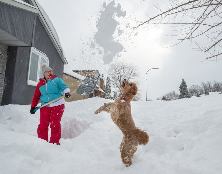 A woman in red snow-pants and a blue jacket holding a yellow snow shovel and tossing snow into the air while a dog leaps into the air