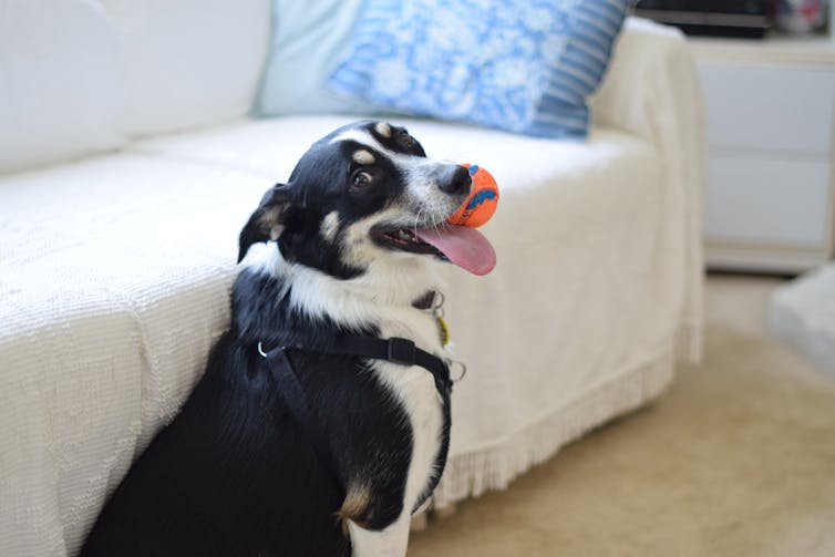 A kelpie holding an orange ball looking excitedly at the camera