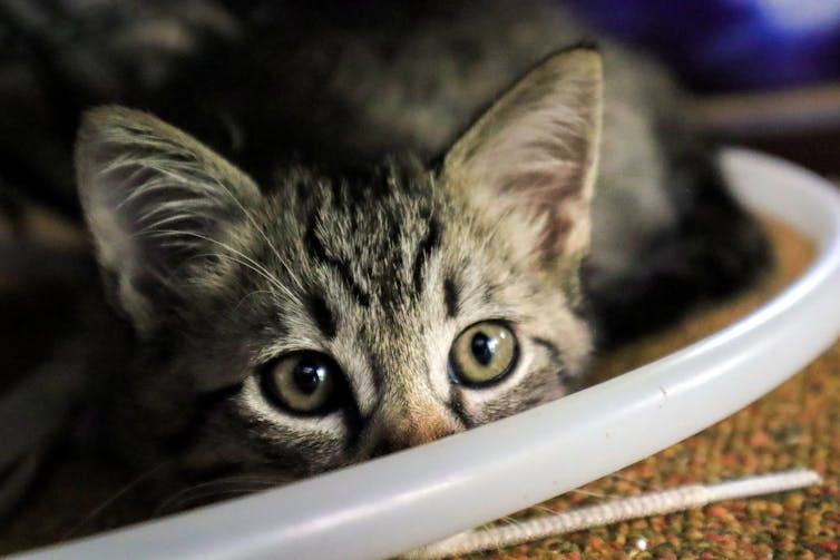 Close-up of a tabby kitten peeking out of a basket