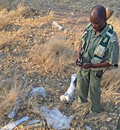 ANÁLISIS | Las tasas de caza furtiva de elefantes varían en África: 19 años de datos de 64 sitios sugieren por qué