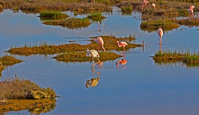 A scattered group of 7 pink flamingos is seen wading in shallow water surrounding small outcrops of vegetation