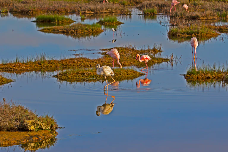 A scattered group of 7 pink flamingos is seen wading in shallow water surrounding small outcrops of vegetation