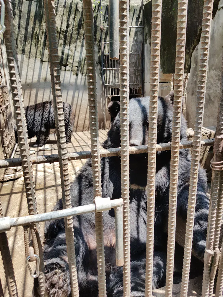 Two bears behind bars