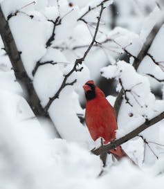 A red cardinal sits in snowy branches as snow falls all around.