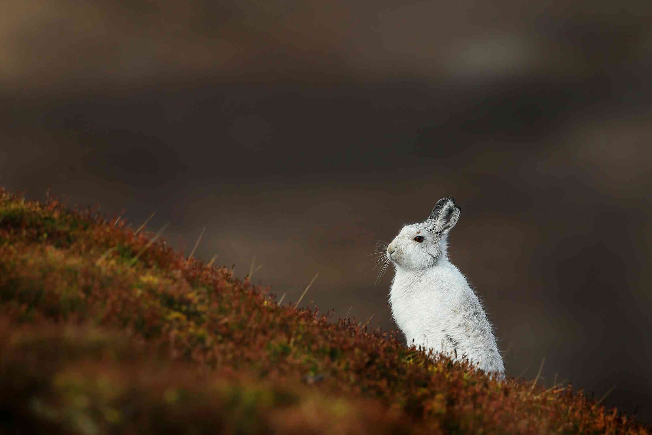 White rabbit, brown background