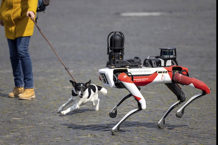 A photo of a small dog on a lead snarling at a robotic security 'dog'.