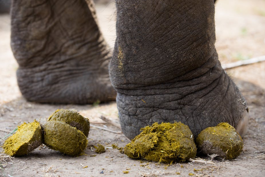 A close up of two elephant feet foregrounded by fresh piles of dung