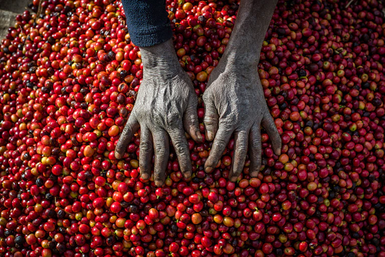 An old woman's hands sorts coffee bins.