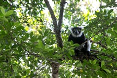 A Lemur on tree in the forest.