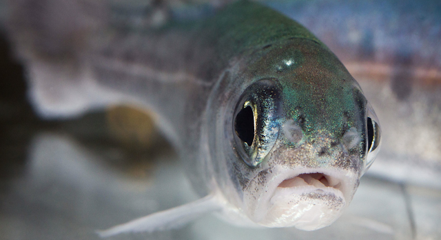 A close up image of a fish.