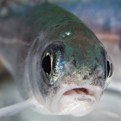 recent research on wastewater treatment