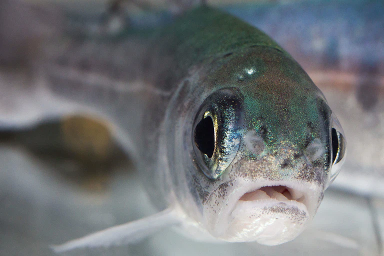 A close up image of a fish.