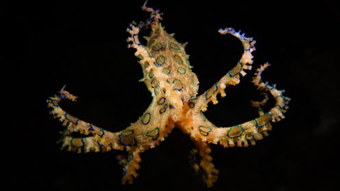 how to stay safe from blue-ringed octopus this summer