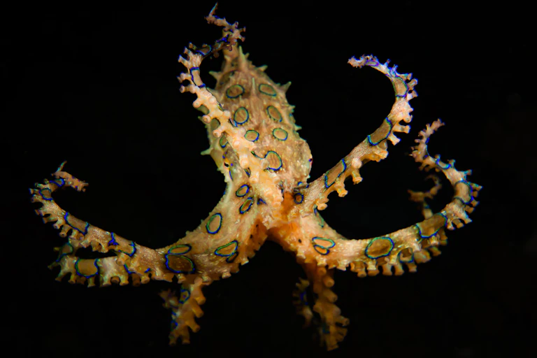 Blue-ringed octopus on black background