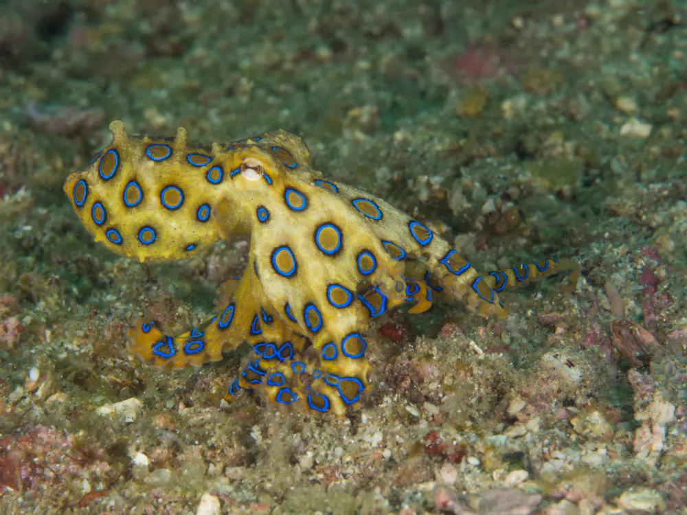 How to stay safe from blue-ringed octopus - Australian Geographic