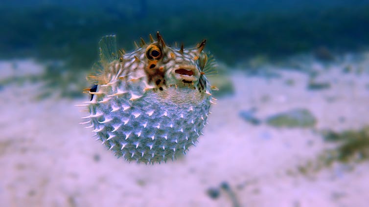 Pufferfish