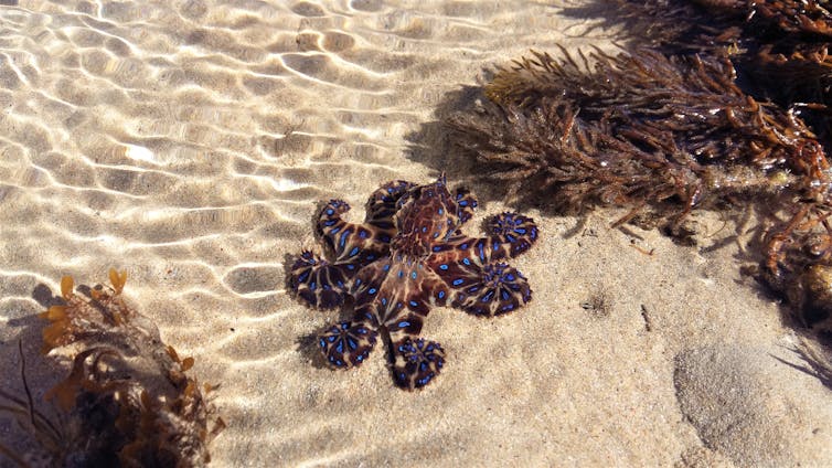 Blue-ringed octopus in a shallow tide pool