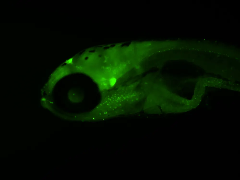 Depression Fish Analysis: A fishy problem: How antidepressants may impact the health of ...