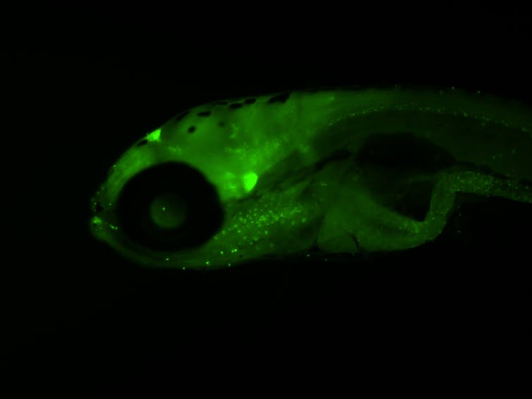 Fluorescent image of a fish brain
