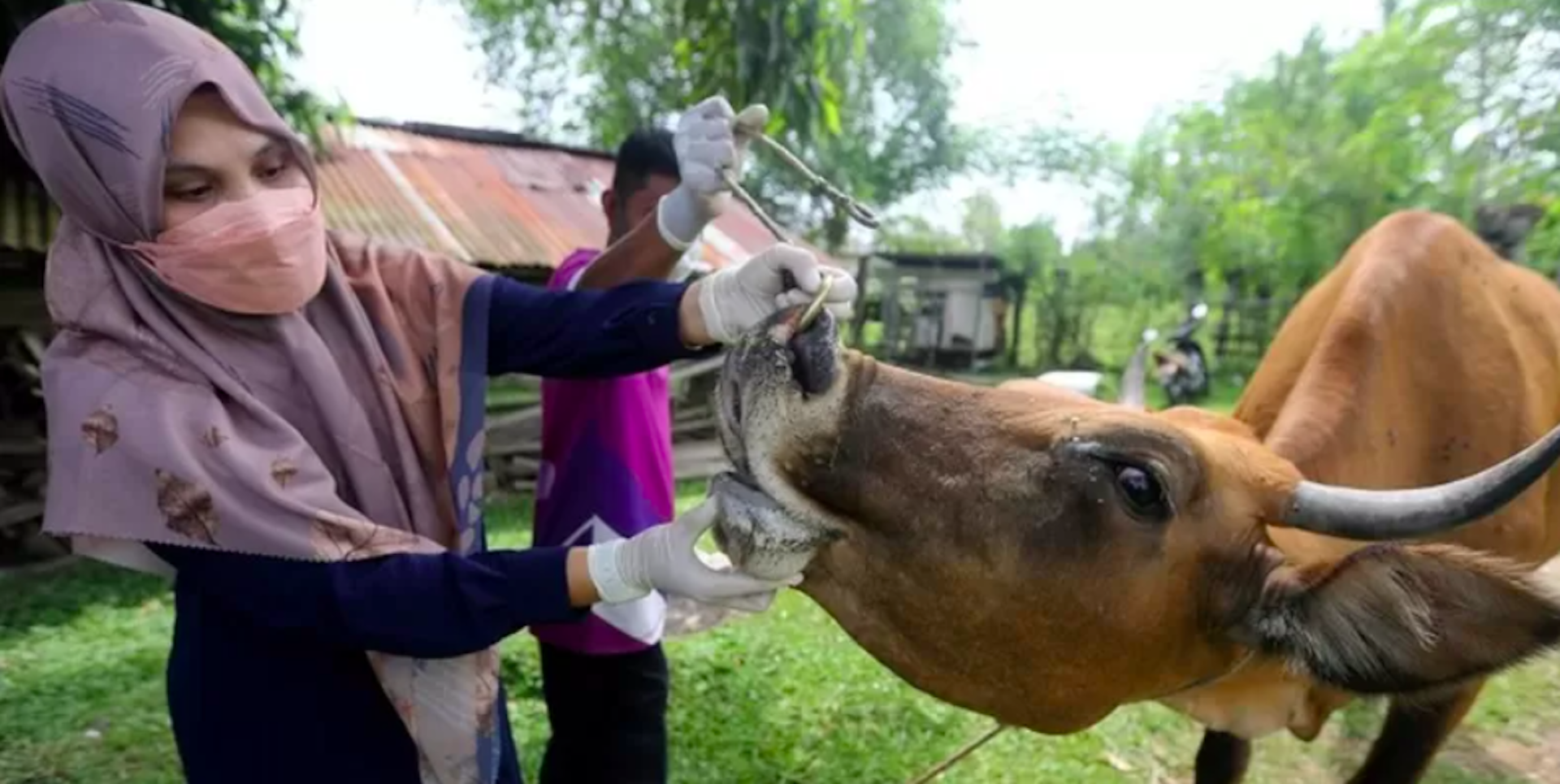 Kabar Penyelamatan Hewan: Secercah Harapan di Tengah Tantangan Global