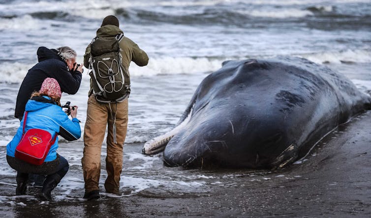 Three people taking a photo of a beached sperm whale.