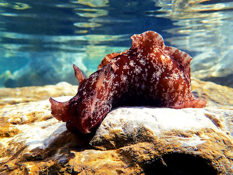 A sea hare attached to a rock underwater.