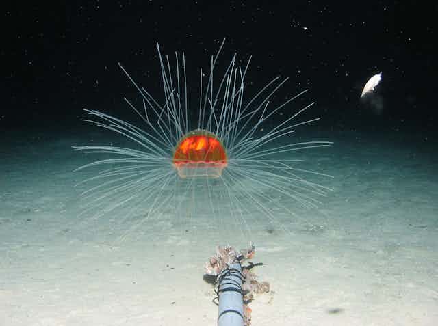 A photo of a floating reddish blob with radiating spines against pale seabed and black ocean.