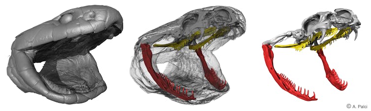 Three renderings of a snake's skull with a wide open mouth