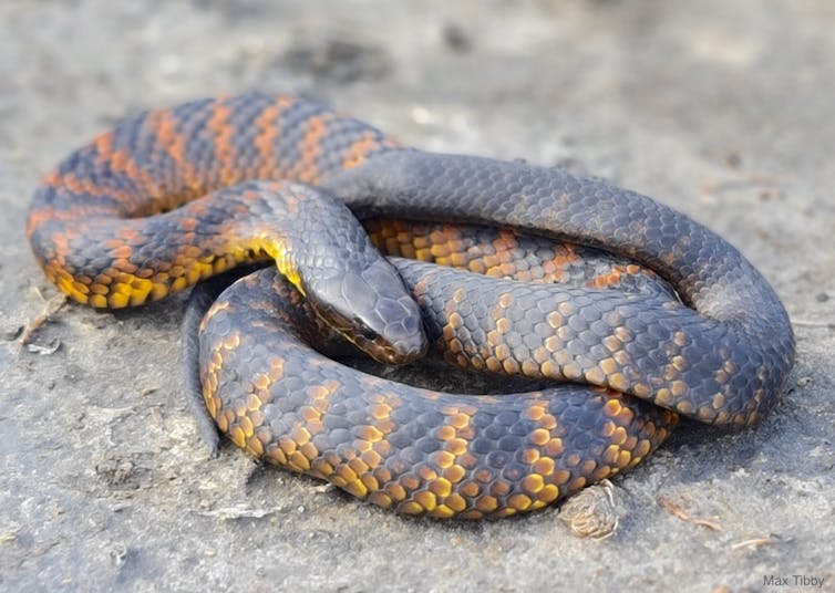 A curled up tiger snake with yellow and dark bands on a grey sandy background