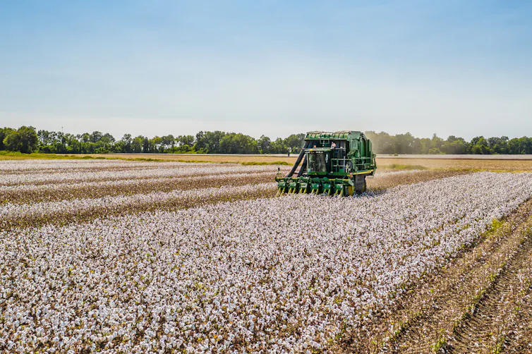 Cotton farm