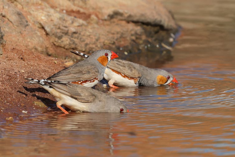 Zebra finches