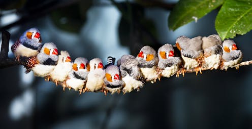 Birdsong isn't just competition for mates or territory. Zebra finches sing to bond