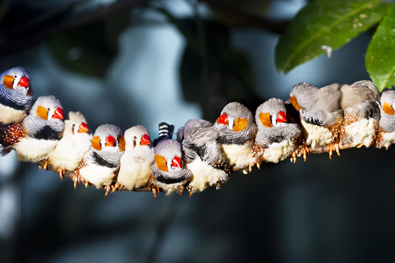 zebra finches
