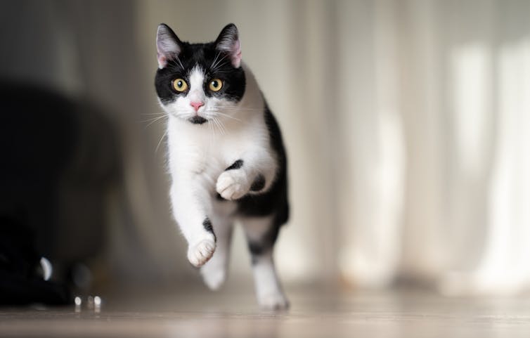 A cat runs at top speed around a house.