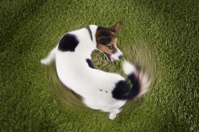 A dog zooms in circles