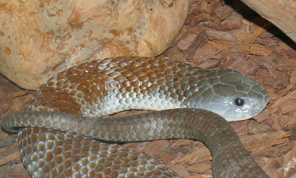 Snake skulls show how species adapt to prey