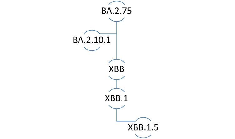 Diagram of the genetic lineage of a COVID-19 subvariant