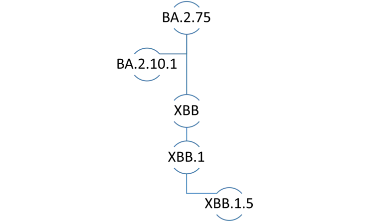 Diagram of the genetic lineage of a COVID-19 subvariant