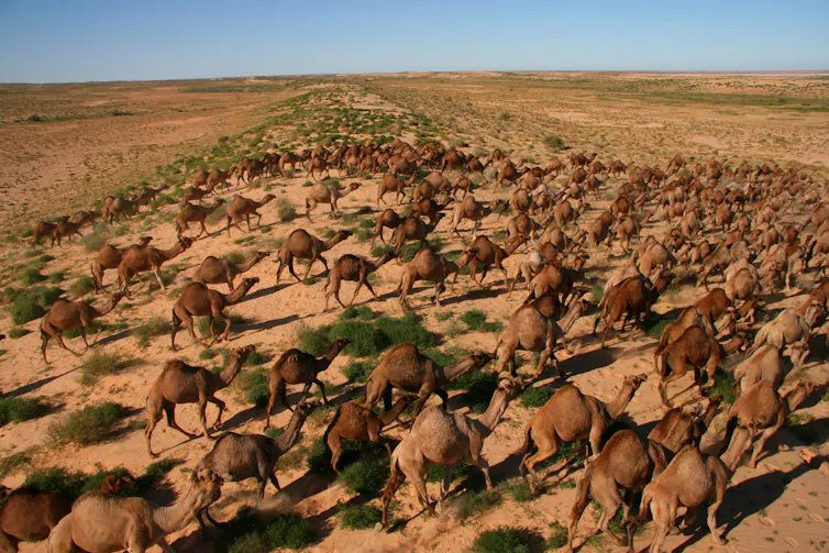 feral camel