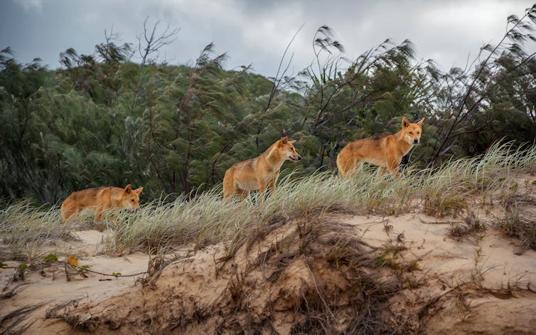 fraser island dingo