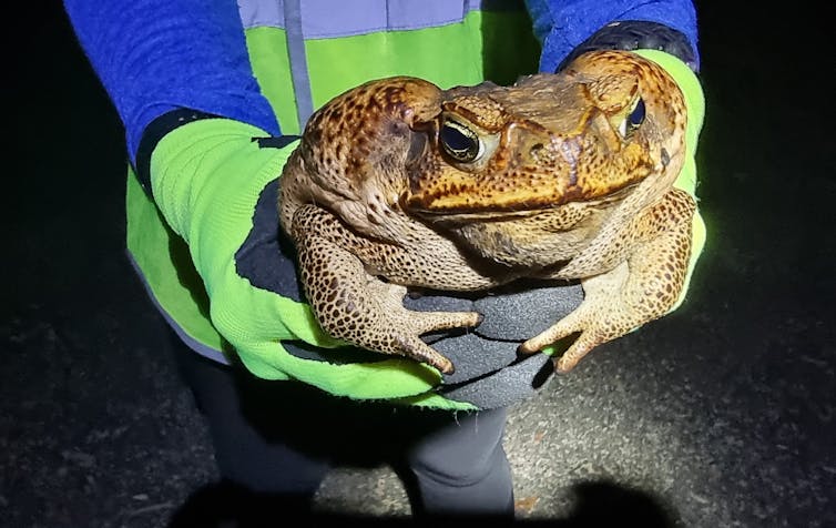 cane toad