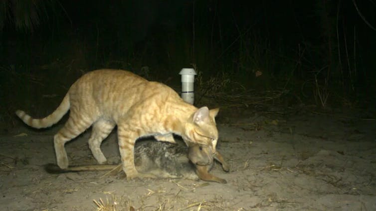 Feral cat kills wallaby