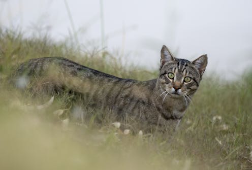 Could feral animals in Australia become distinct species? It's possible – and we're seeing some early signs