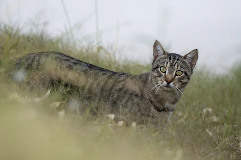 feral cat