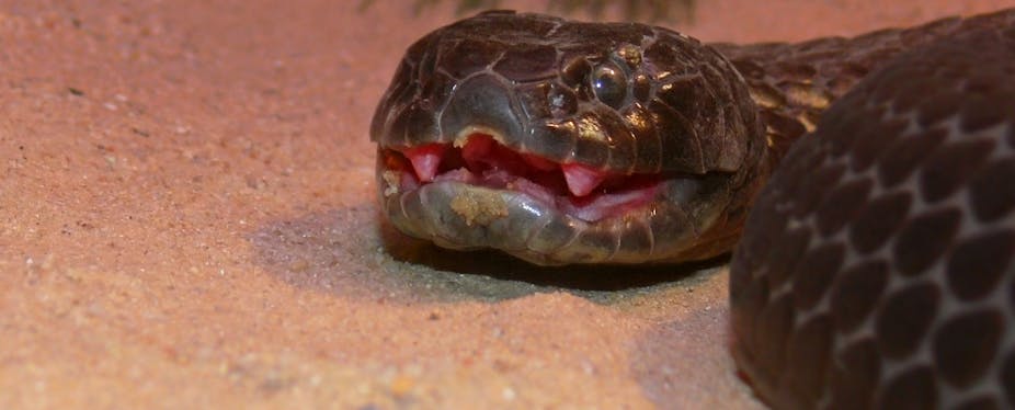 Close-up of a dark snake's head with a pink mouth and fangs visible on red sandy ground